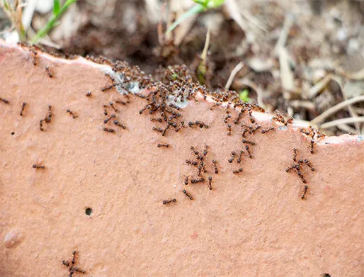 Dedetização de Formigas na Zona Leste